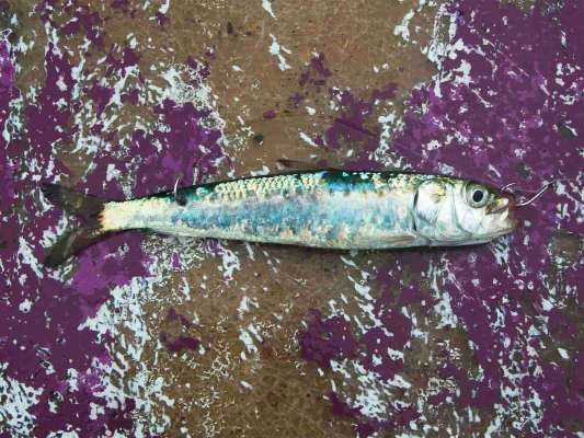 シングルフックはこんな感じ。 &copy;釣りビジョン