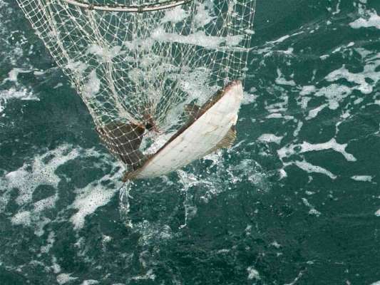 無事ネットイン。 &copy;釣りビジョン