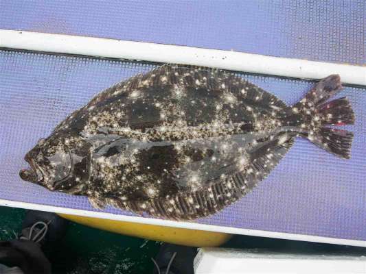 肉厚大原沖のヒラメ、今後も楽しみ。 &copy;釣りビジョン