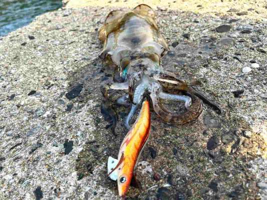 「エギ王K」の4号をがっつり抱いています。 &copy;釣りビジョン