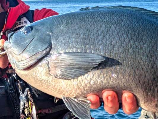 これはいいサイズ！口太グレの記録更新か！？ &copy;釣りビジョン