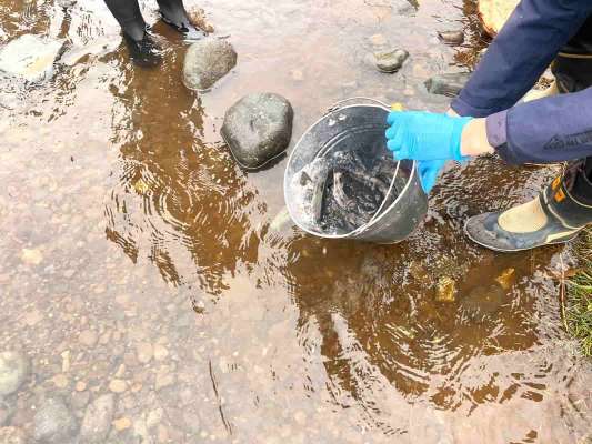 各ポイントにバケツで放流がなされた。 &copy;釣りビジョン
