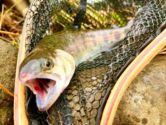 派手カラーのミノーそしてダウンで連発！ &copy;釣りビジョン