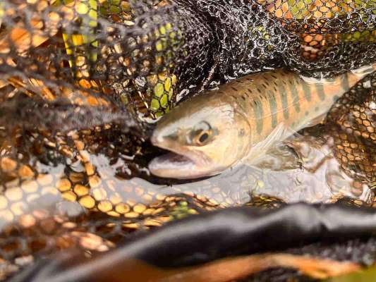大きくトゥイッチを入れるとガブリ！美しいヤマメがキター！川は草木が多く根掛りしやすいので注意！ &copy;釣りビジョン