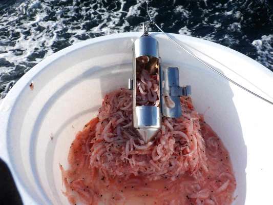 コマセのオキアミは満杯には詰めず、半分も入れれば十分。 &copy;釣りビジョン