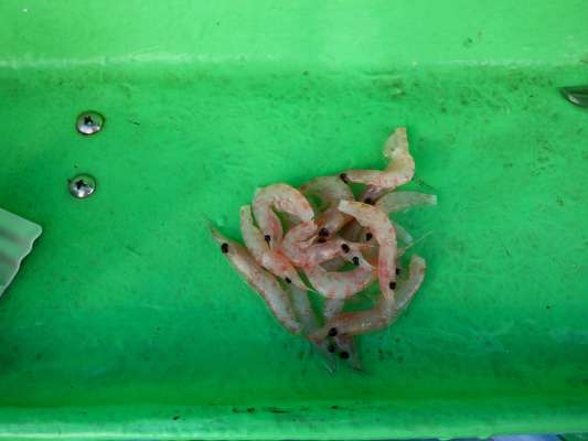 コマセの中から大きめのオキアミを選んでつけエサにした。 &copy;釣りビジョン