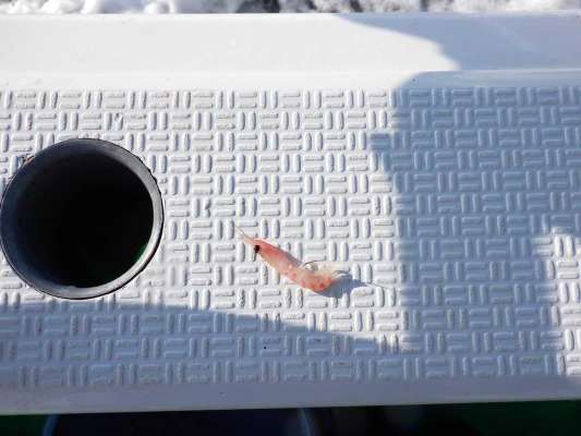 オキアミは、真っ直ぐになるようにハリに刺す（本文参照）。 &copy;釣りビジョン