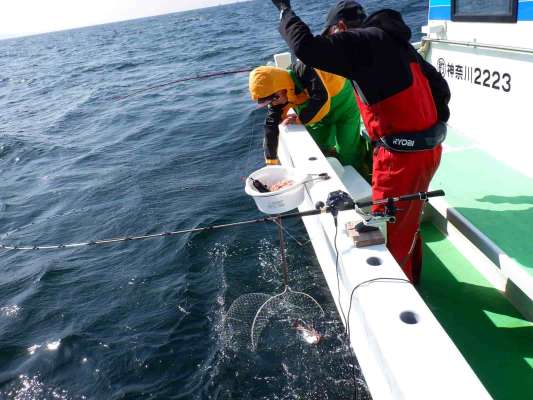 釣れたら隣同士で協力、取り込みはタモで掬い合おう。 &copy;釣りビジョン