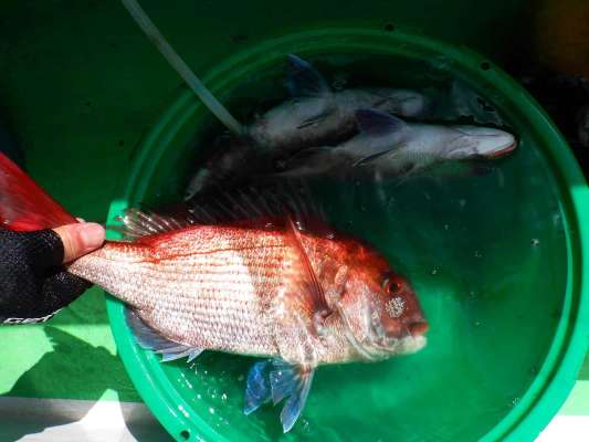 魚が釣れたらひとまず足元の海水桶に入れておく。 &copy;釣りビジョン