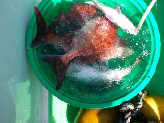 海水桶の中もマダイだらけで賑やかに！ &copy;釣りビジョン