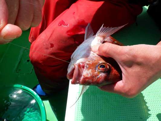 ハリが良い所に刺さっている。活性が高い証拠だ！ &copy;釣りビジョン