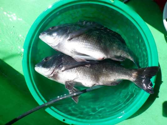 お腹パンパンのクロダイ、大きな白子入りでとても美味だった！ &copy;釣りビジョン