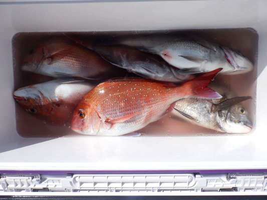 35Lのクーラー、帰りに漁協で氷をたっぷり追加して持ち帰る。 &copy;釣りビジョン