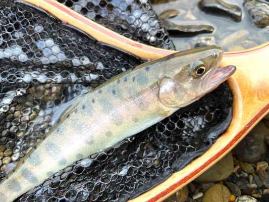 相方で出し好調！流れの境を狙いヤマメゲット！ &copy;釣りビジョン