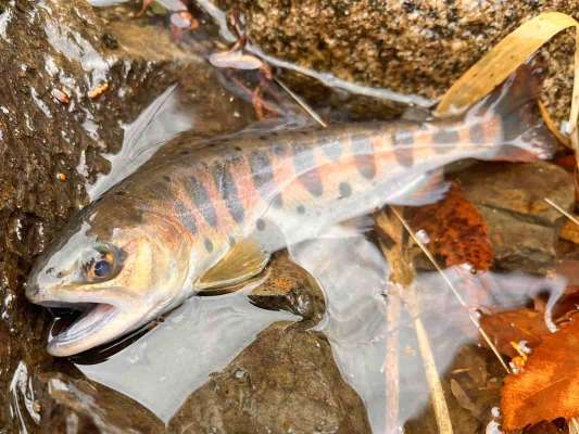 何度ものチェイスからやっと来た～。 &copy;釣りビジョン