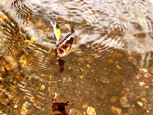 粘り勝ち～アユカラーで仕留めたヤマメちゃん！ &copy;釣りビジョン