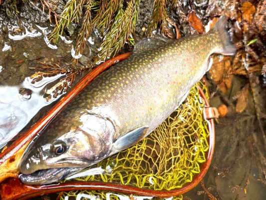 奥さんに続き旦那さんもブルックトラウトゲット！大きさは奥さんには敵わなかったと～（笑）。 &copy;釣りビジョン