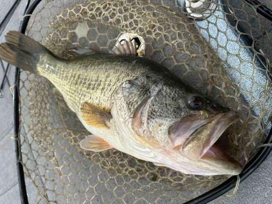 2番目のエリアで釣れた2本目。長さは55cmほどあったが、ちょっと細い。 &copy;望月俊典