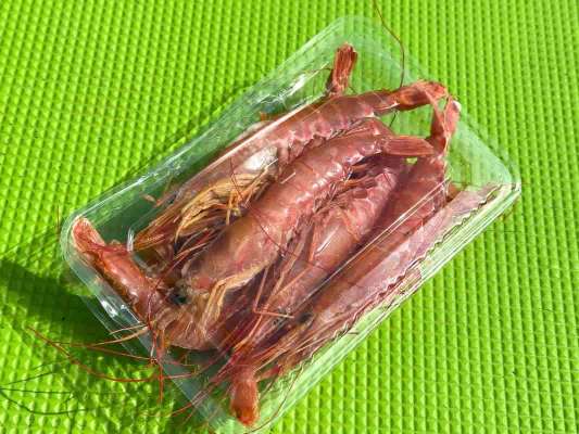 冷凍エビは1日で2～3パック使用。 &copy;釣りビジョン