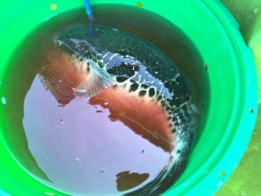 移動中に血抜きをしてクーラーへ。 &copy;釣りビジョン