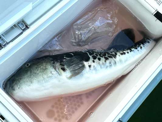 気温の高い春は、早めのクーラー管理が重要。 &copy;釣りビジョン