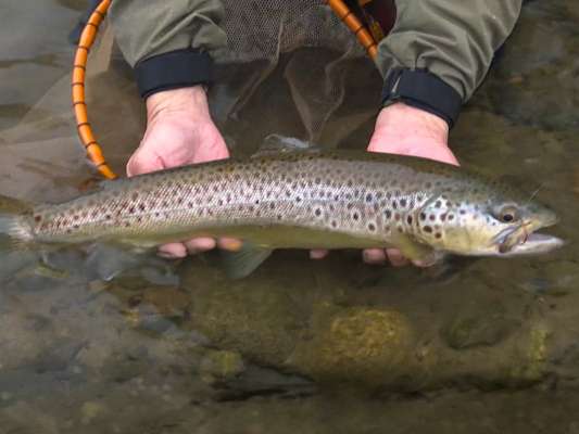 「のべ竿ノトビラ」記念すべき1匹目は「緩い流れ」を鍵にブラウントラウトを釣り上げた。川の中の状況を把握しながらじっくりと丁寧な取り込みに入り、「魚の顔を上げてからコントロールすることが大事」だと。体高の張ったフォルムは鮮やかな班点をより一層きわだたせる。この瞬間こそ、本流釣りの醍醐味。今までの苦労を一瞬で忘れさせる1匹となった。 &copy;釣りビジョン