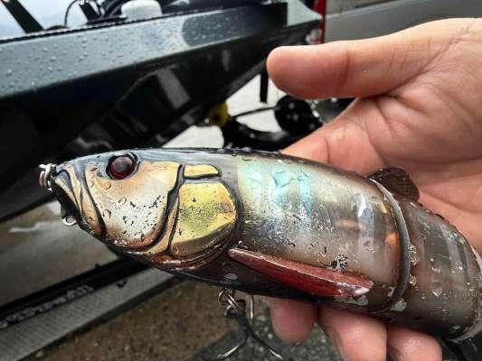 バスの歯形まみれの「ダウズスイマー∞240」。ベイトフィッシュがウグイだったため、このカラーがハマっていた。&copy;釣りビジョン