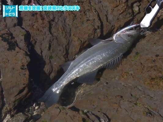 待望の本命が釣り上げられた！体高があり、コンディション抜群だ。