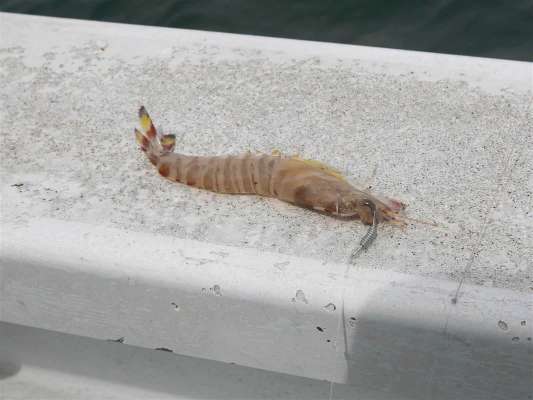 角を折り、針を下側から丁寧に通す。 &copy;釣りビジョン