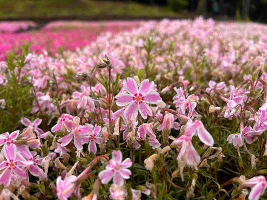 今年は開花が早く、秩父で有名な芝桜も見頃を終えようとしていた。 &copy;釣りビジョン