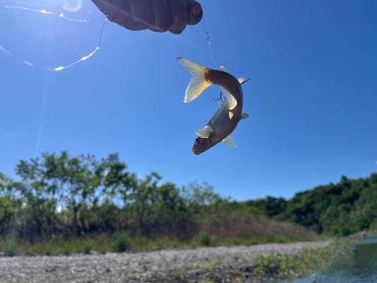 流れの中では背掛かり鮎が増えてきたがバレも多いので針合わせは必須！ &copy;釣りビジョン