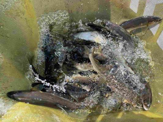 入れ掛かりもあり大満足な釣果。 &copy;釣りビジョン