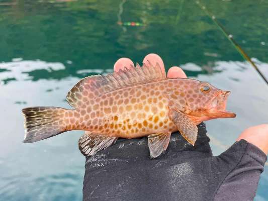 根魚も濃く、良型のオオモンハタやアカハタも顔を出す。 &copy;釣りビジョン