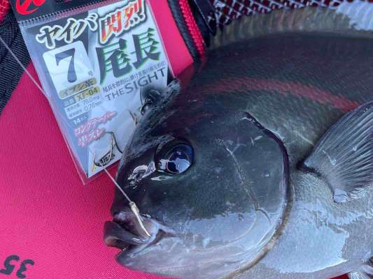 尾長は太ハリスでも飲まれたら切れるので口元に掛けられるのがベスト。 &copy;釣りビジョン