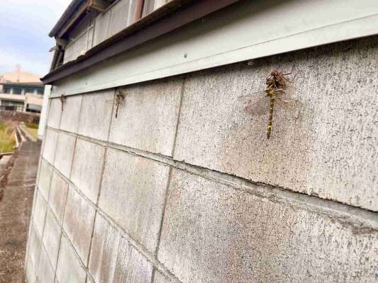 明け方にはオニヤンマが3尾仲良く並んで孵化していた！これもまた自然豊かな和良の町の素晴らしい景色！。&copy;釣りビジョン