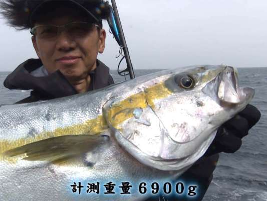 約7kgのカッコいいヒラマサが姿を現した！ &copy;釣りビジョン