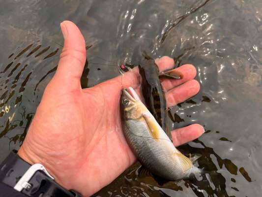 ボウズハゼがすこぶる元気に追ってくる。これが掛かるとハナカン周りがグチャグチャに。 &copy;釣りビジョン