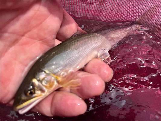 一足お先に鮎の付き場を見つけて相方が手にした鮎。 &copy;釣りビジョン