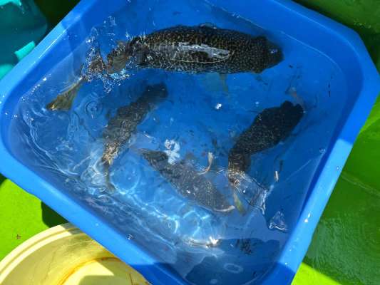 手の合う釣り人から桶は満たされていった。 &copy;釣りビジョン