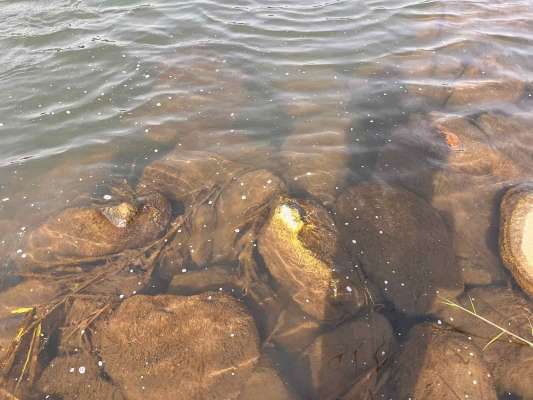 川は全体的に垢グサレ気味だが、特に下流は垢グサレが目立つ。 &copy;釣りビジョン