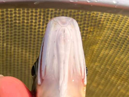 下顎側線孔を見ると天然の証、4対の小さな穴が並んでいた！ &copy;釣りビジョン