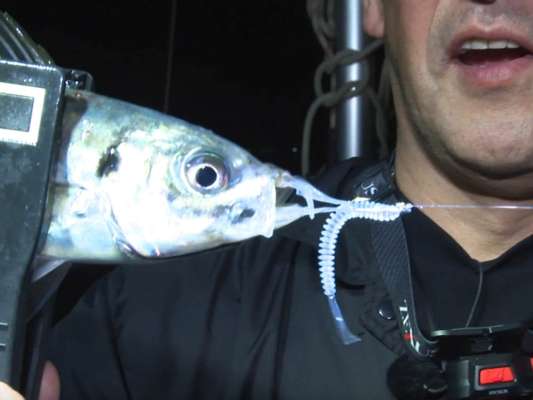 氏家初の新潟アジ。皮1枚でギリギリキャッチ！この魚を取れたのは「ソリッドロッドだったから」。弾かずにしっかり魚の引きを吸収してくれ、アジが引いた時の安心感がハンパないとそらなも大絶賛。 &copy;釣りビジョン