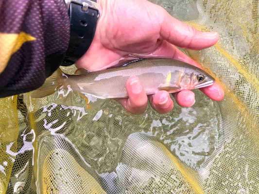 瀬の落ち際では良型鮎が。「全国清流めぐり利き鮎会」で準グランプリを何度も受賞している〝大芦鮎〟は全国トップクラスの美味。 &copy;釣りビジョン