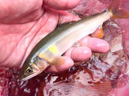 お昼頃には皆ポツポツと釣果をあげていった。 &copy;釣りビジョン