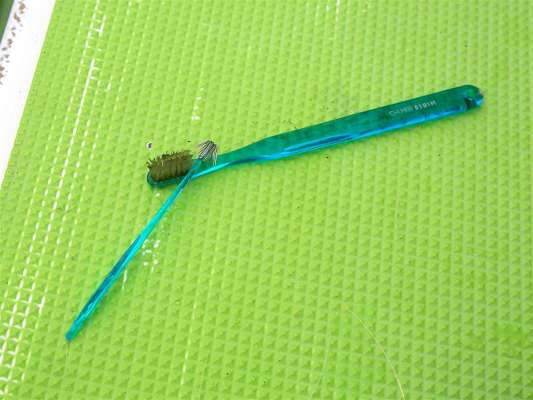 イカの墨を取る歯ブラシがあると便利。 &copy;釣りビジョン