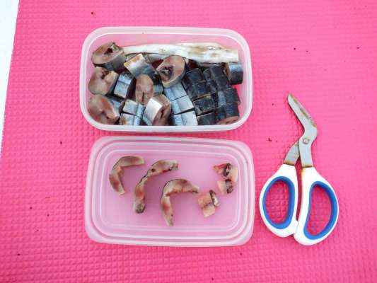 配布のサンマのブツ切り。中骨を外して開く。 &copy;釣りビジョン