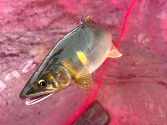 深場で連チャン鮎は良型揃い！ &copy;釣りビジョン