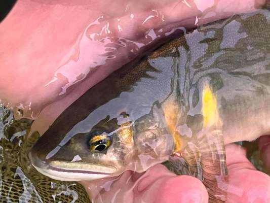 高原の大自然！鮎時間は心を掴まれる瞬間の連続だ！ &copy;釣りビジョン