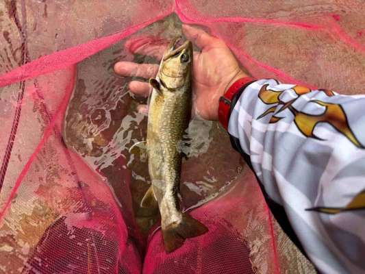 夕方友人の竿にカッコイイ岩魚が！ &copy;釣りビジョン