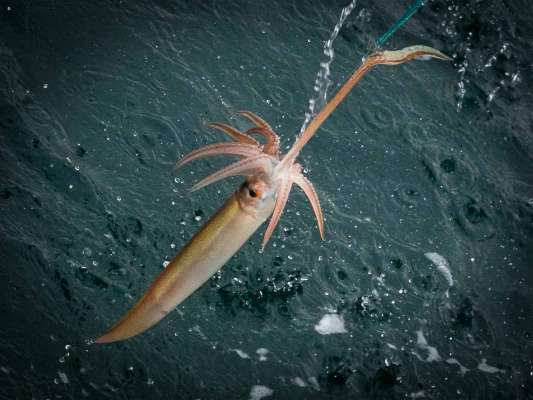 触腕のみでヒット、慎重に巻き上げ。 &copy;釣りビジョン